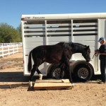 Weanling training