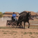 judging driving dressage and obstacles