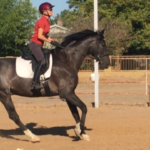 Kaan under saddle at 3-years-old