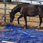 Tarp training